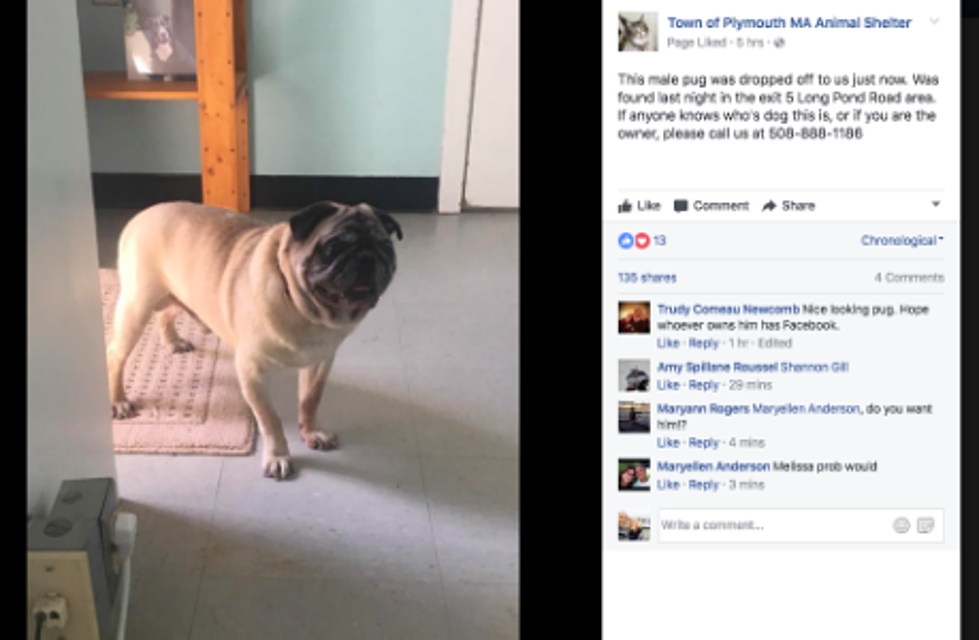 A Lost Pug Found Tuesday 5/2