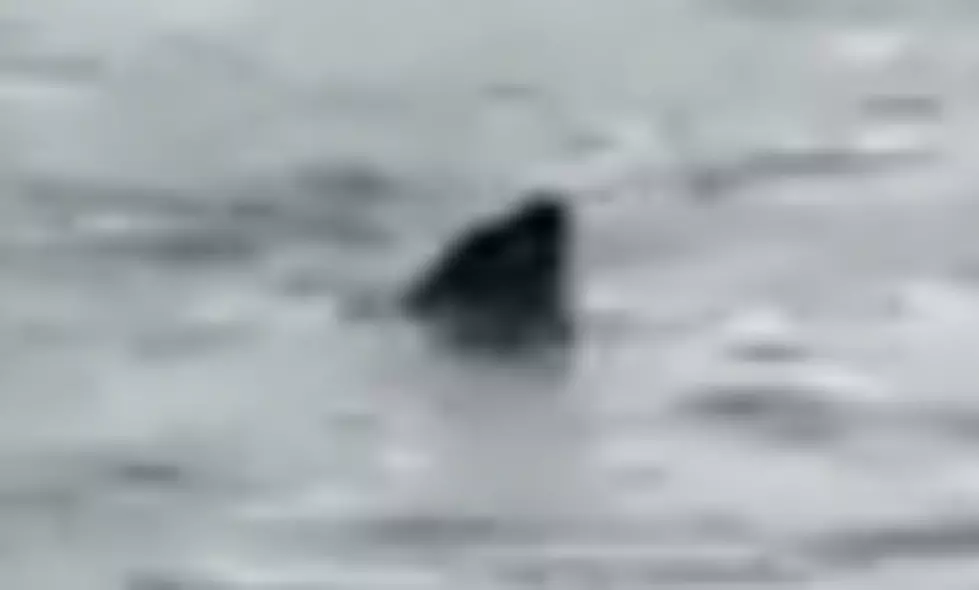 Cape Cod Shark Spotted