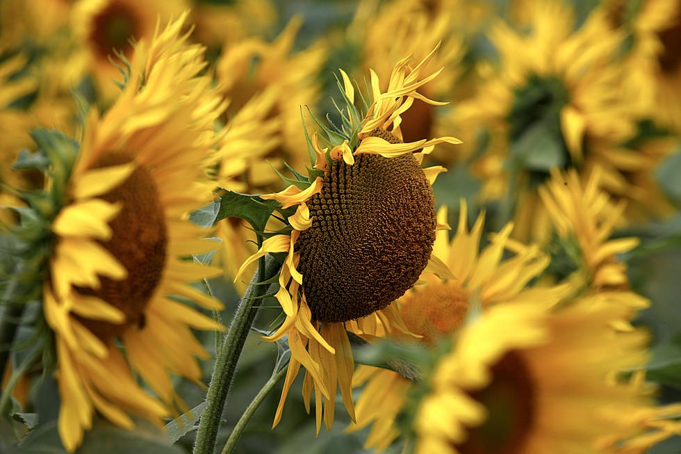 Road Trip Worthy: Sunflower Farm In Johnston