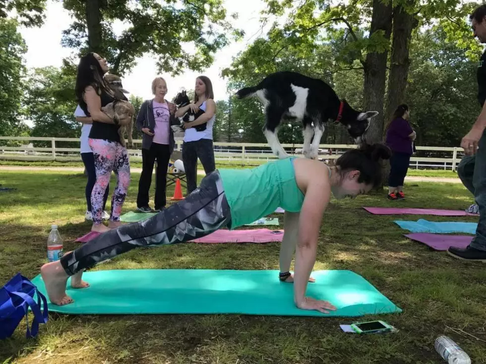 Goat Yoga Returns To Taunton This Spring