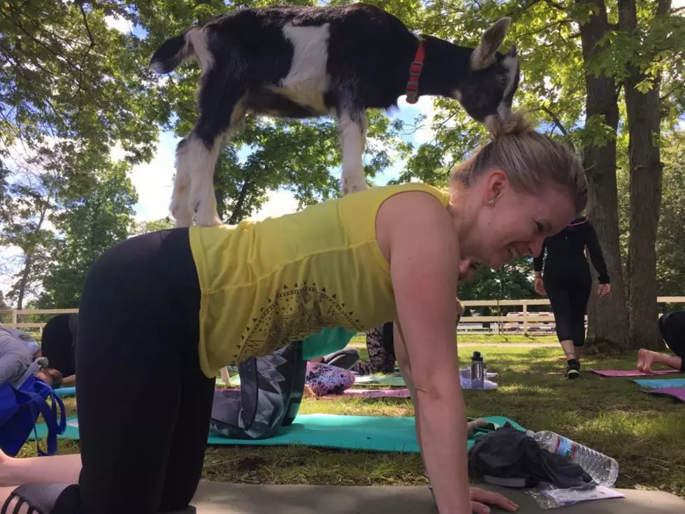 Here&#8217;s What Goat Yoga Looks Like [PHOTOS]