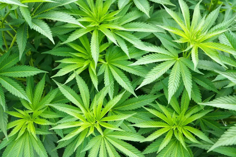 The Cleanest Marijuana Around?