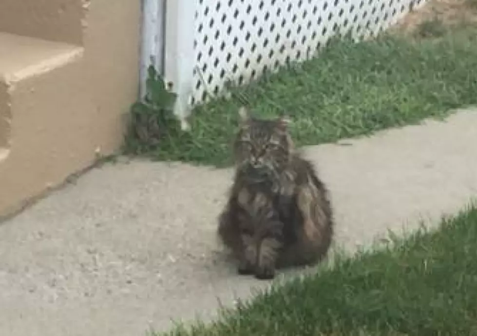 Missing ‘Maine Coon’ Cat Found On Suffolk Street In Fall River [PHOTOS]