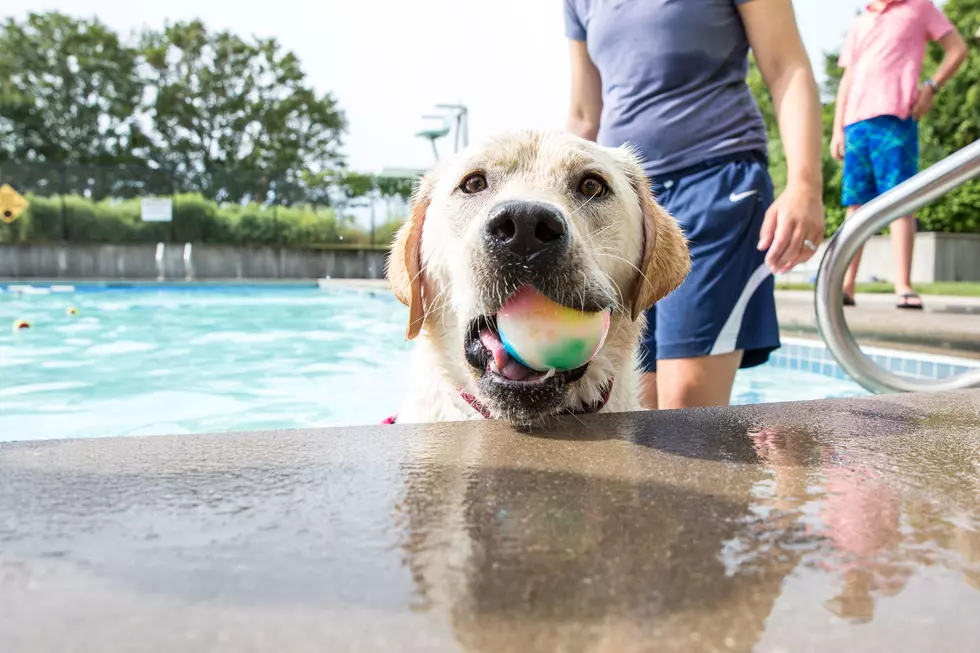 Puppy Pool Splash at the YMCA in Dartmouth
