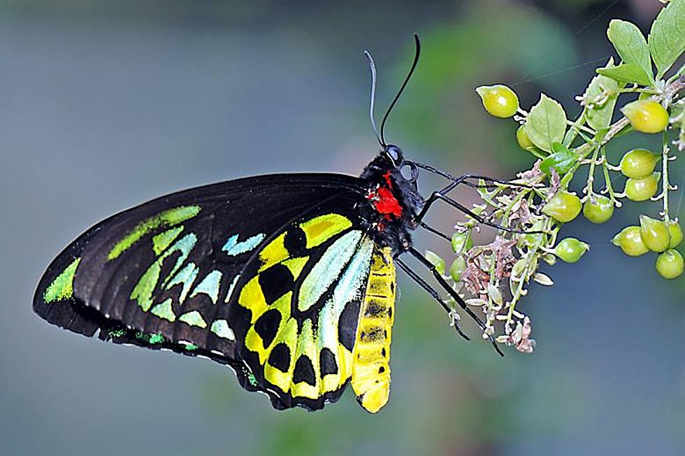 Road Trip Worthy: The Butterfly Place In Westford