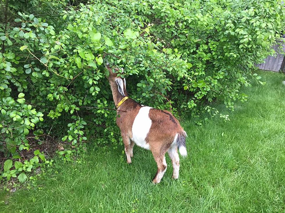 Goat Walks Off Landscaping Job In Rhode Island