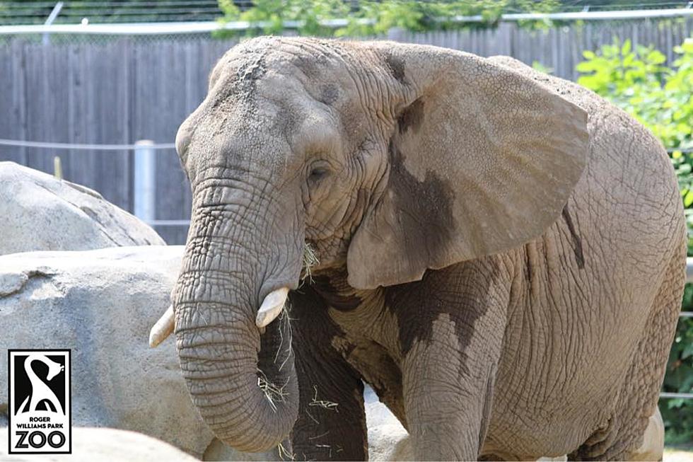 Yoga With The Elephants Coming To Providence