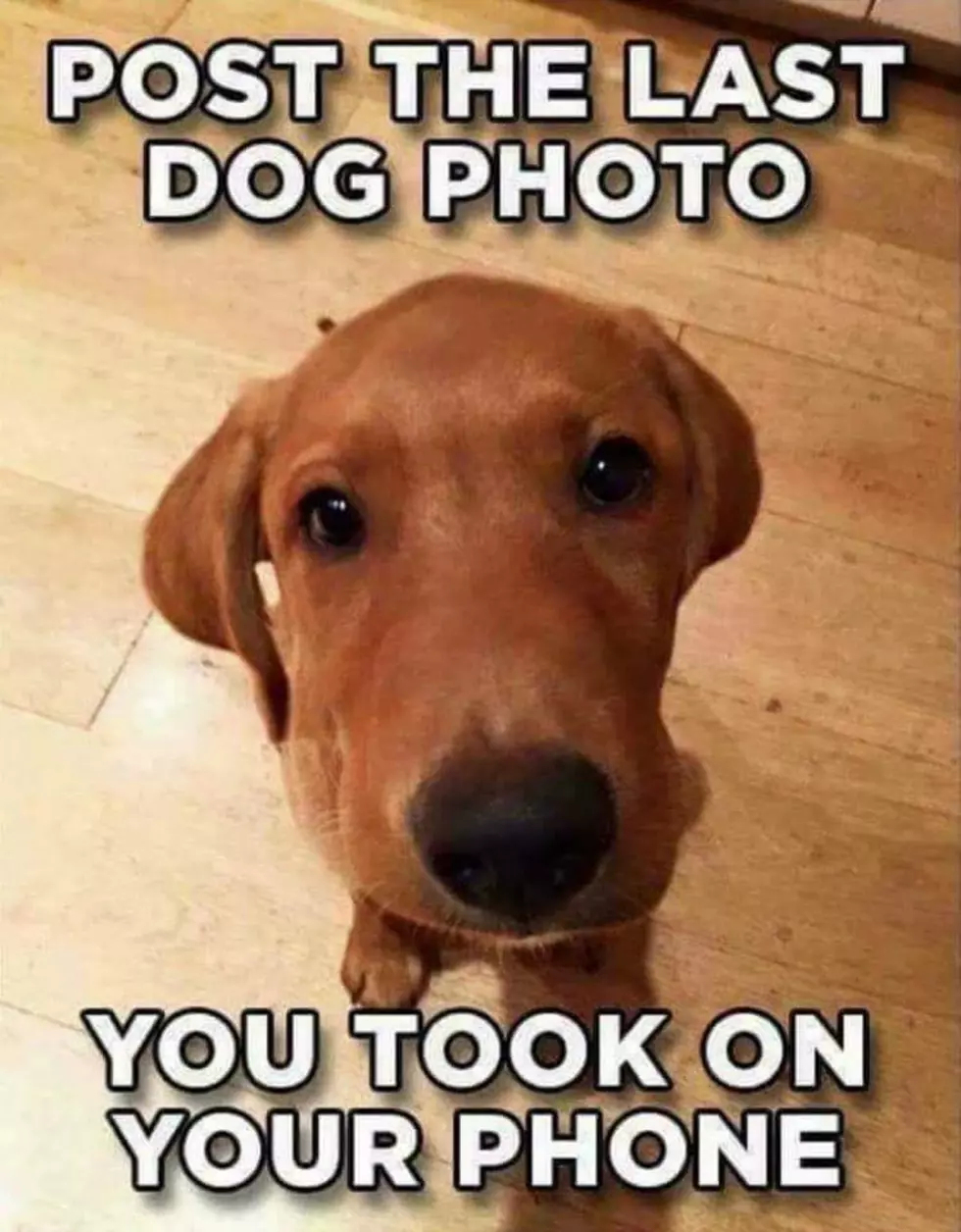 How Many Pics of Your Pup are on Your Phone