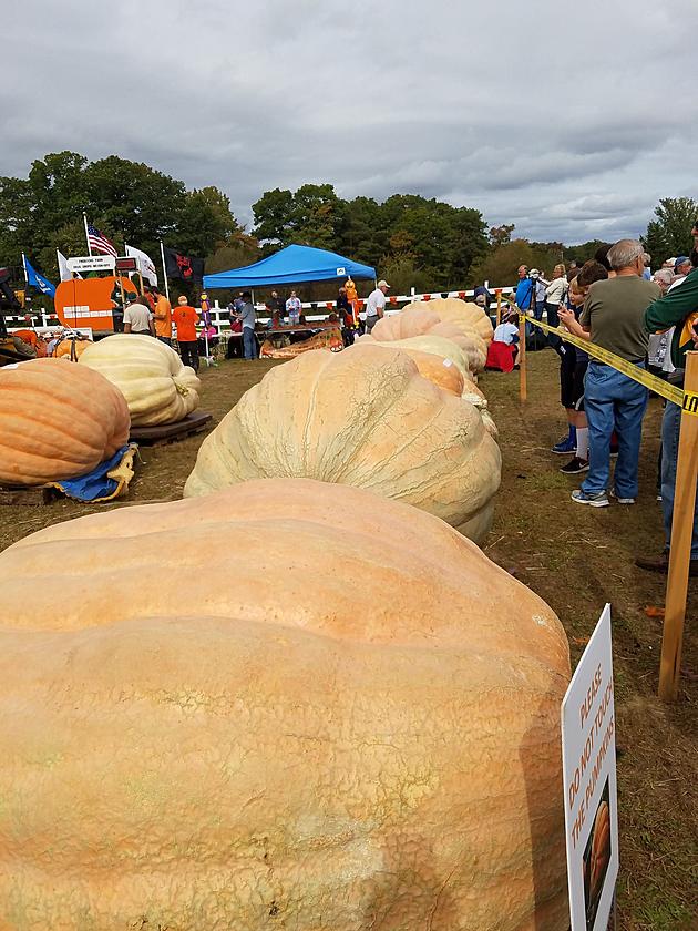 Giant Pumpkin Growers Weigh Off
