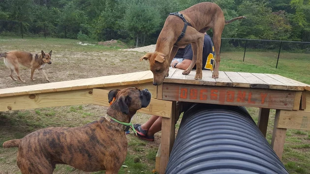 Why the Dartmouth Dog Park is My New Favorite Hang Out Spot