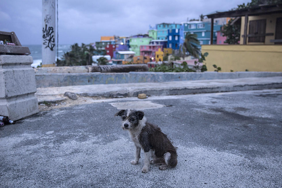 Adopt Dogs Rescued From Hurricane Devastation In Puerto Rico