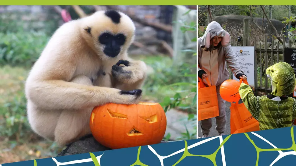 Spooky Zoo Happening This Weekend In Providence