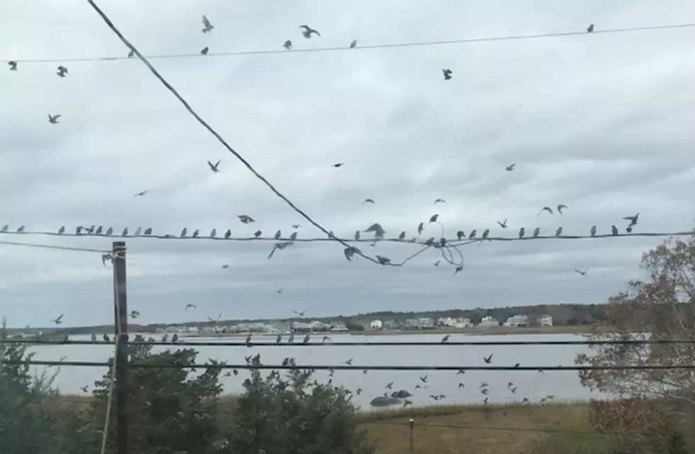 The Birds Invade J.R.&#8217;s Neighborhood