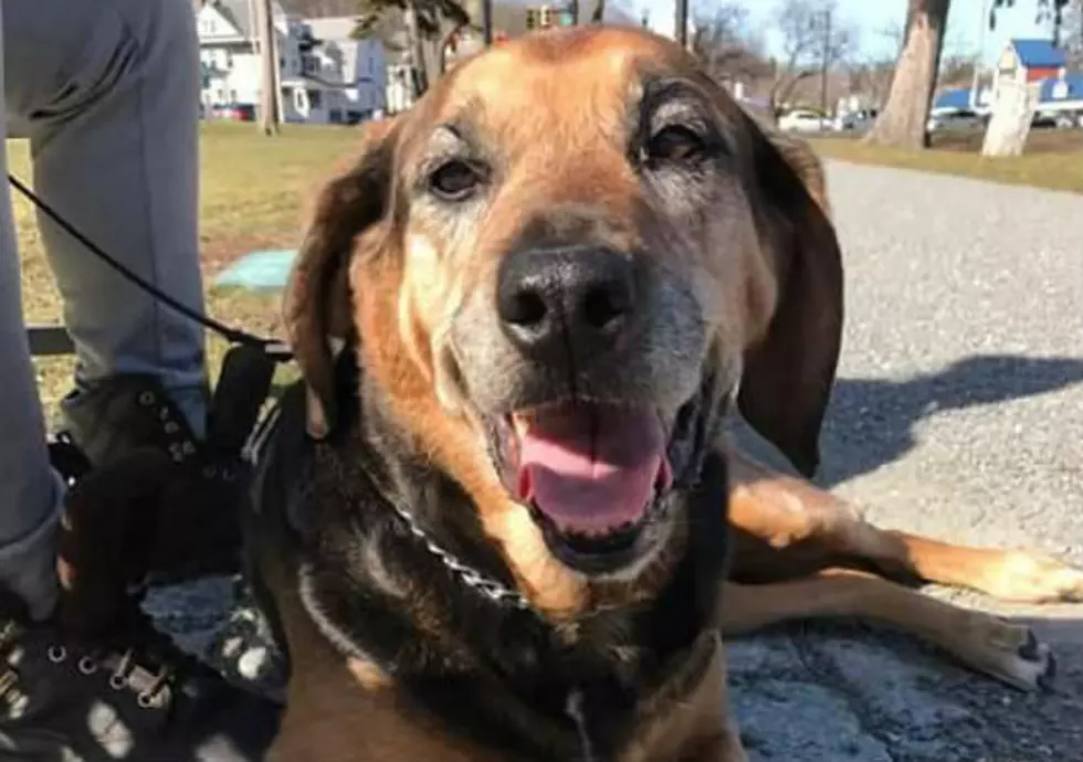 4 Southcoast Senior Dogs that Need a Home for the Paw-lidays