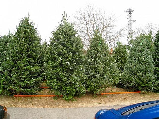 Greener Ways to Get Rid of Your Christmas Tree