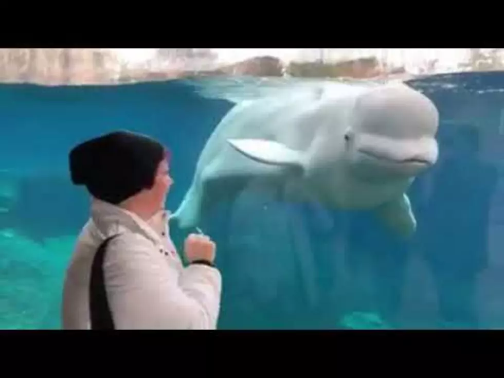 Playful Beluga Whale at Mystic Aquarium [VIDEO]