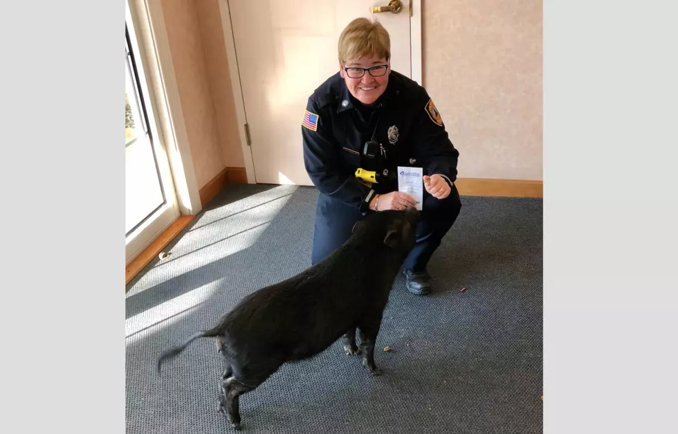 Pig Just Wants to Check on Its Bank Account