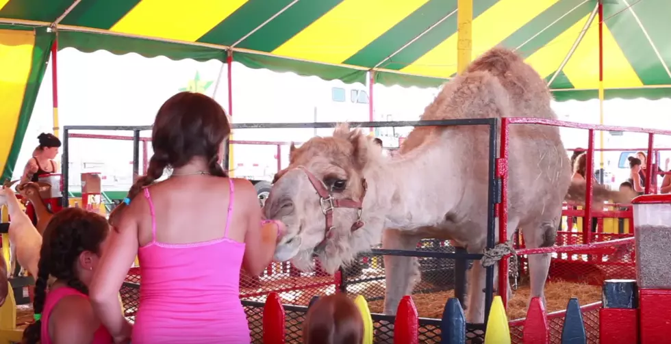 Kids Fun Fair And Zoo In Rhode Island