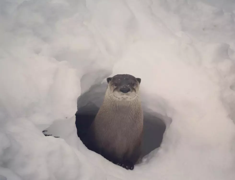 Buttonwood Park Zoo Closed Today Due to Icy Conditions