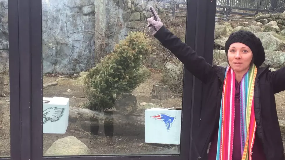 BP Zoo Animals Predict The Super Bowl [VIDEO]