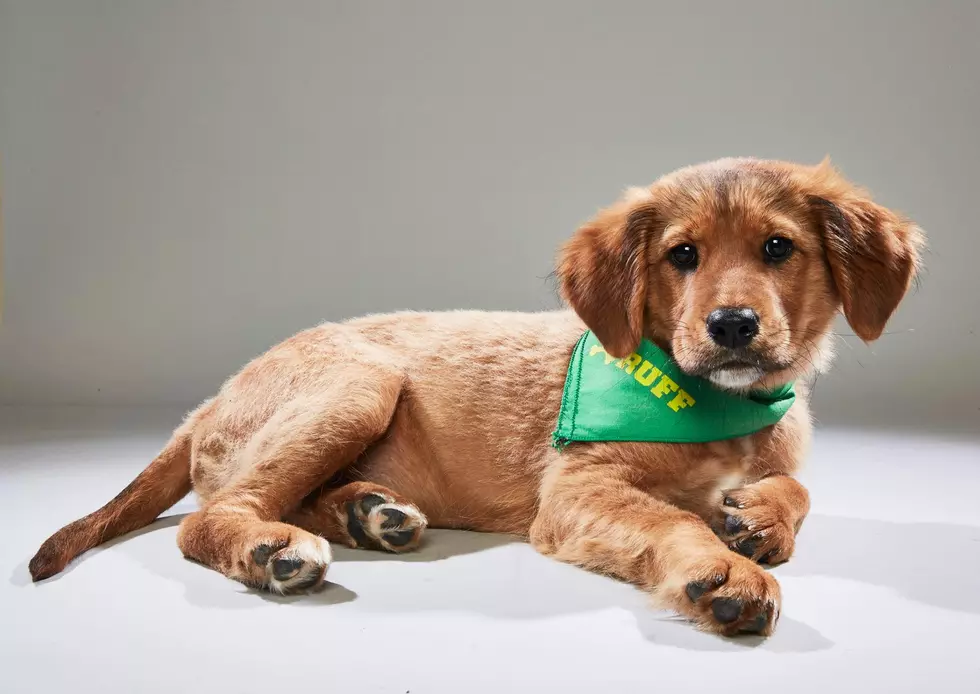 Local Dog Competing In Puppy Bowl XIV