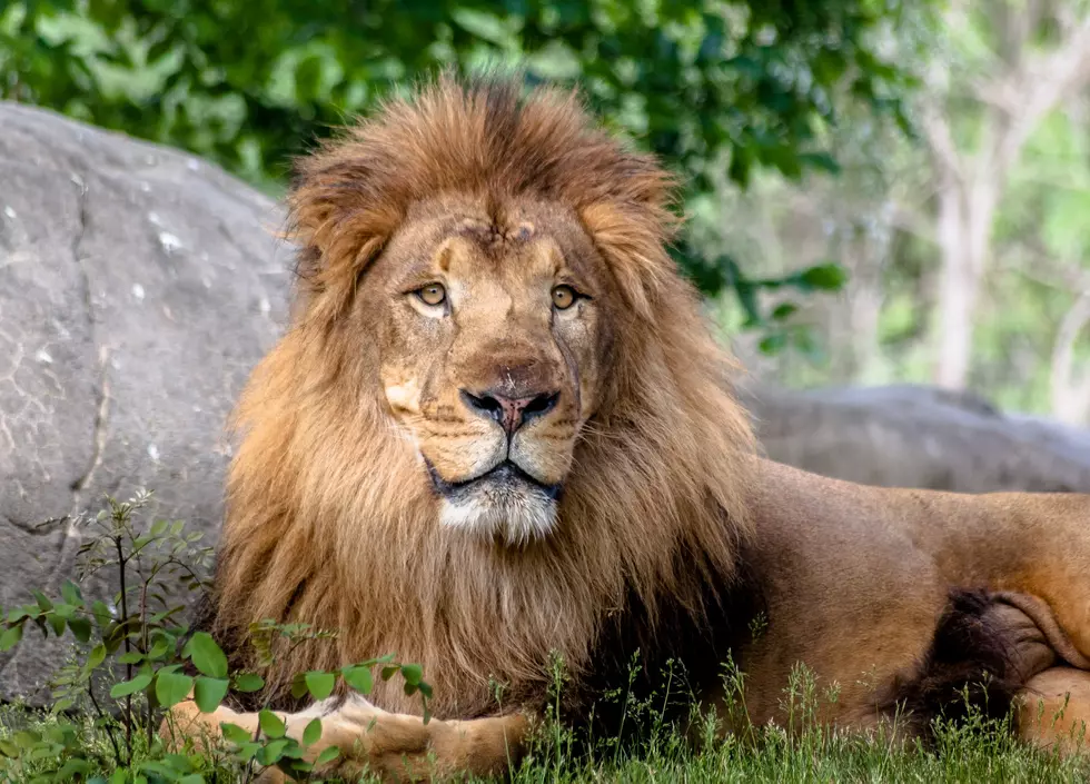 Road Trip Worthy: Lion Birthday Party At Franklin Park Zoo