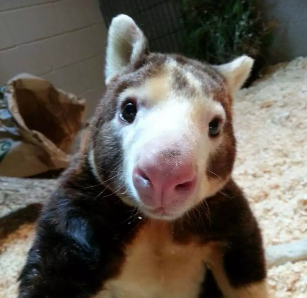 Roger Williams Park Zoo Mourns Loss Of Country&#8217;s Oldest Tree Kangaroo