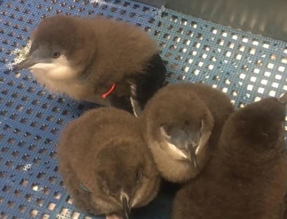 New England Aquarium Welcomes Blue Penguin Chicks