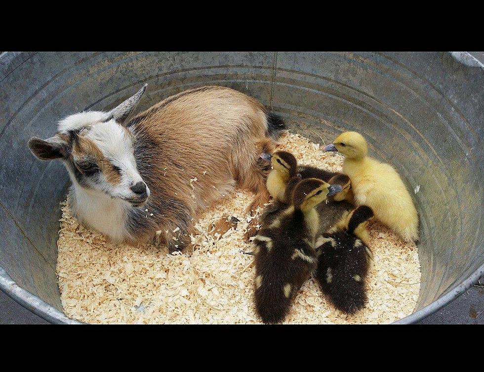 Petting Zoo Coming To Gleason Family YMCA