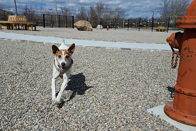 The Captain Jack Peterson Dog Park is Open for Dog Business