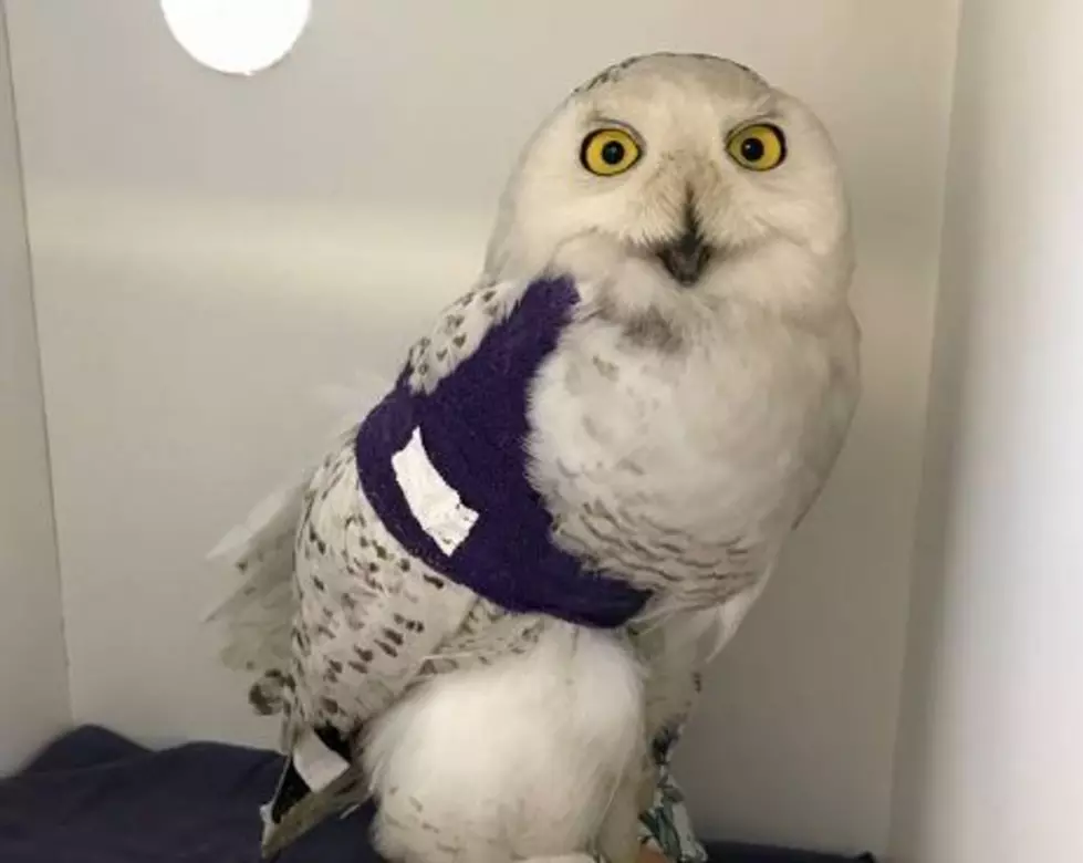 Injured New Bedford Snowy Owl Is Healing