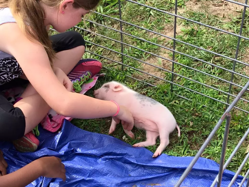 Free Petting Zoo Event with Baby Animals in Fairhaven