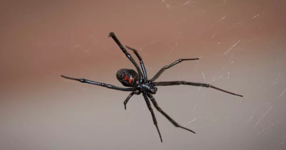 Black Widow Spiders May Start Appearing More in Massachusetts