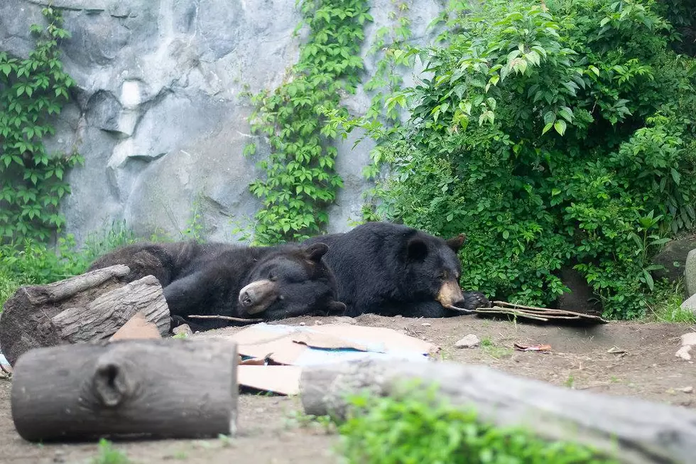 Take a Twilight Tour of Buttonwood Park Zoo