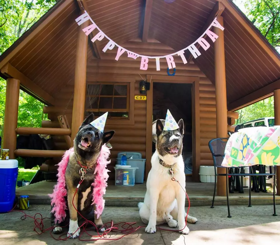 Birthday Parties for Dogs is a 'Ruff' Debate