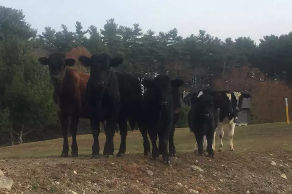 Freetown Problems: Be On the Lookout for Missing Cows