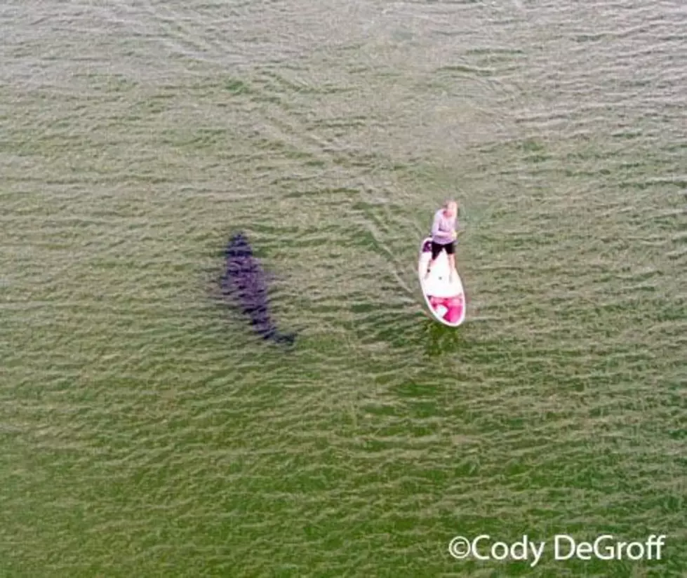 Great White Gets Sharking-ly Close to Paddleboarder off Nauset Beach