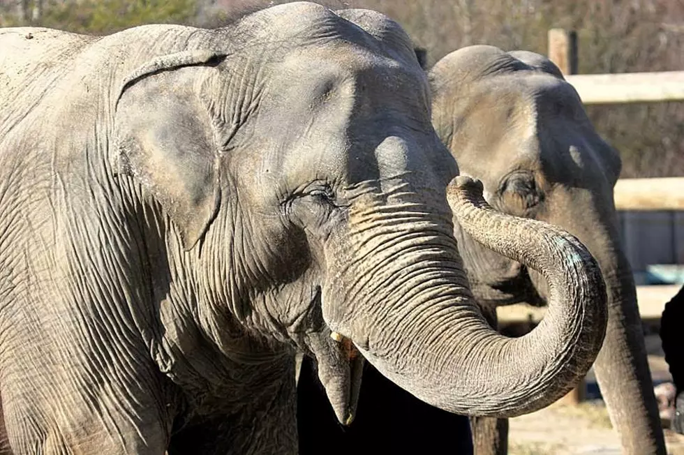 Elephant Birthday Party at Buttonwood Park Zoo