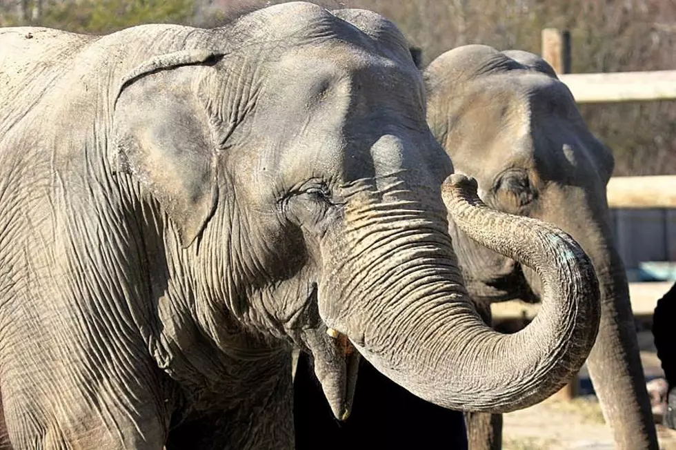 Buttonwood Park Zoo to Celebrate Elephant Appreciation Day