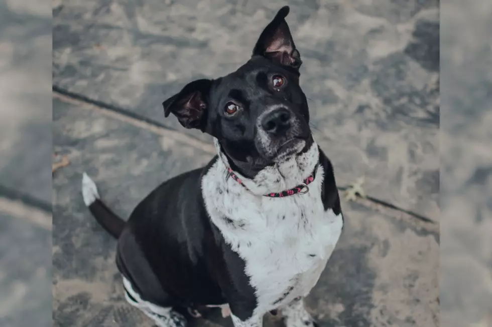 Meet Panda, the Three-Year-Old Cattle Dog Mix [CAUSE FOR PAWS]