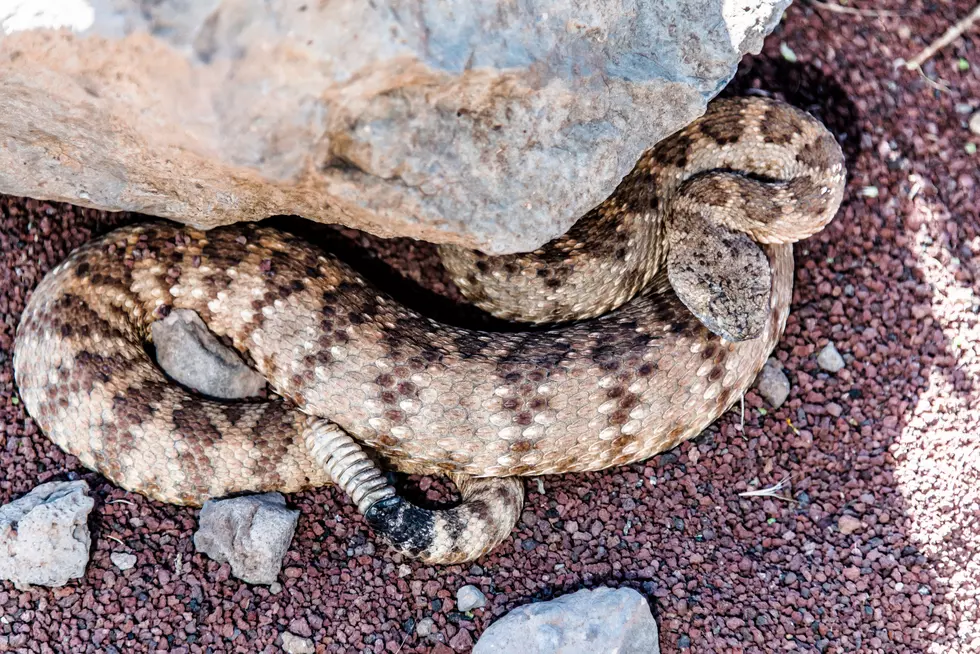 Deadly Rattlesnake Shows Up in Massachusetts Parking Lot