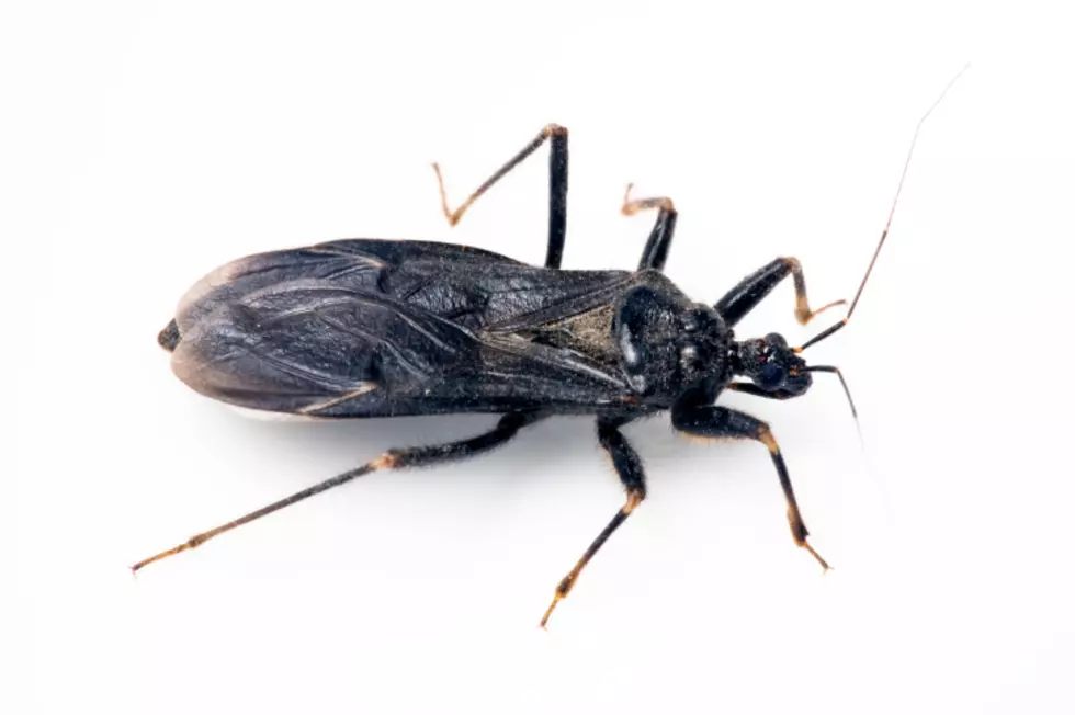 Dangerous Insect Returns to Massachusetts