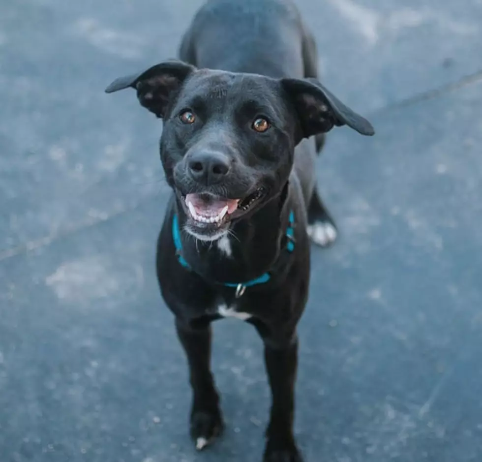 Meet Belinda, the Two-Year-Old Lab Mix [CAUSE FOR PAWS]