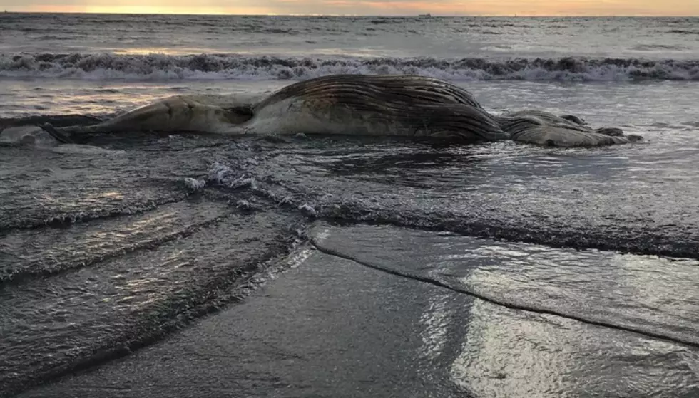 Another Deceased Whale Washes Ashore on Revere Beach