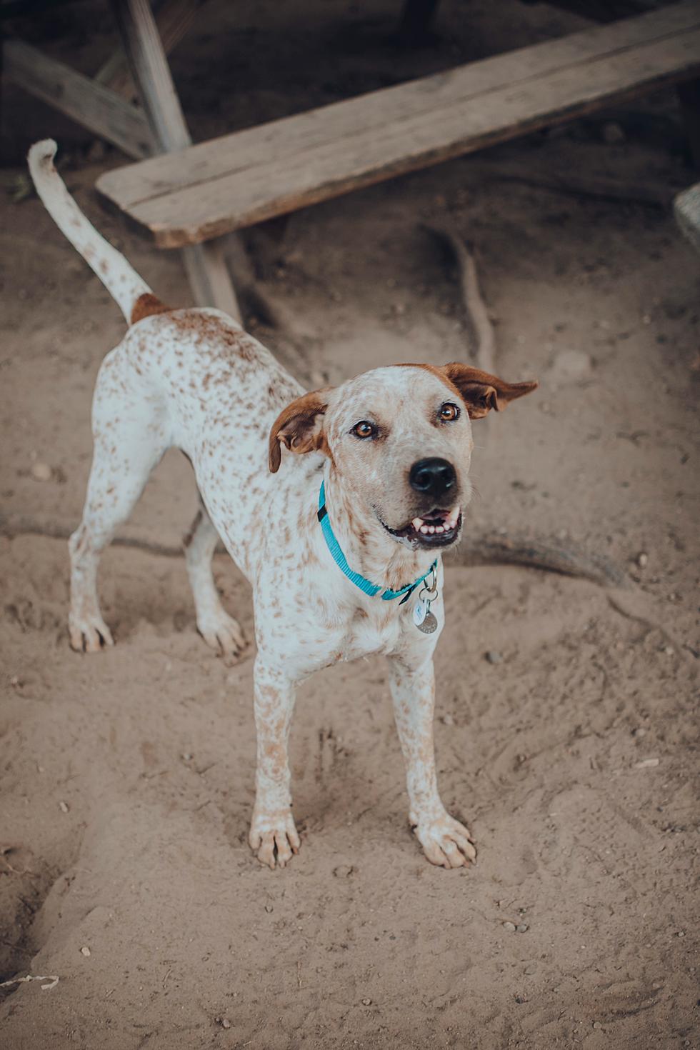 Meet Toby, the One-Year-Old Pointer Hound Mix [CAUSE FOR PAWS]