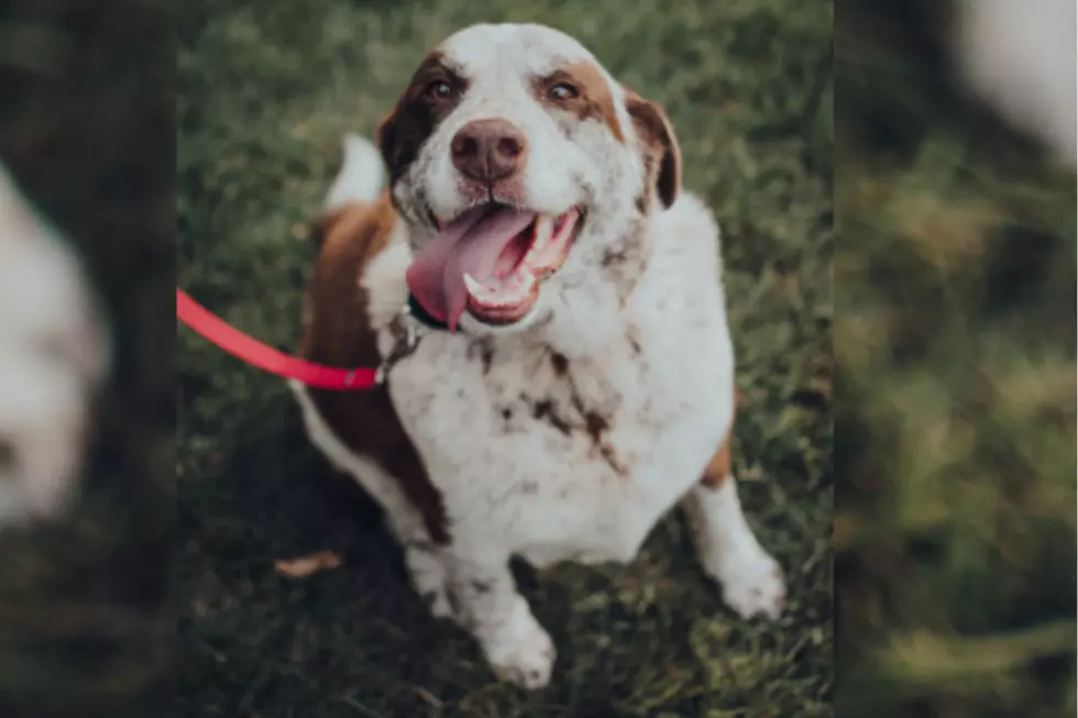 Meet Hogan, the Five to Six-Year-Old Cattle Dog Mix [CAUSE FOR PAWS]