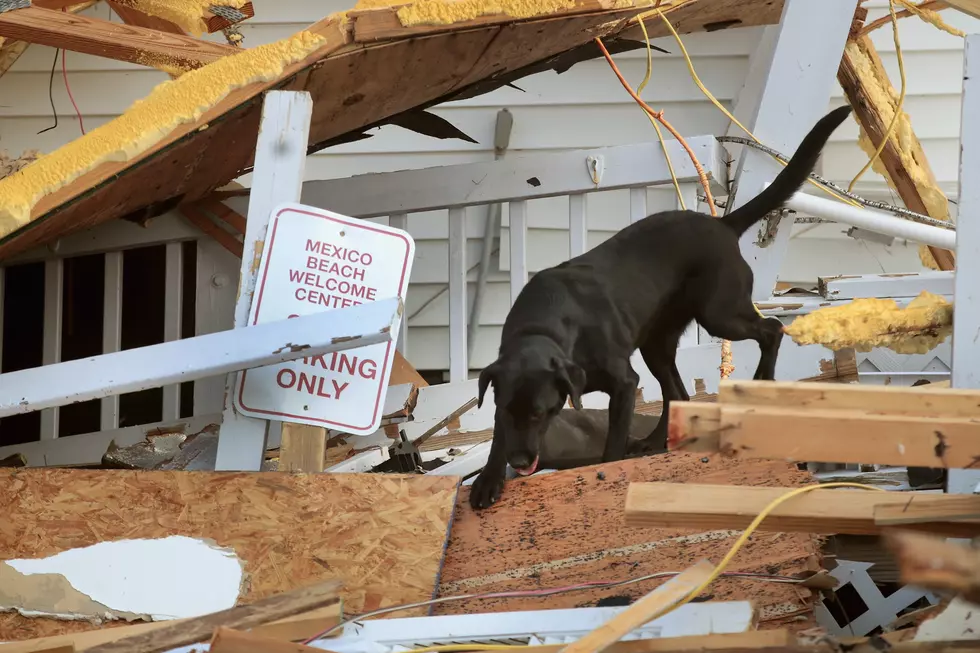 How to Adopt Dogs Displaced By Hurricane Michael