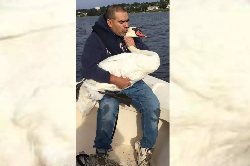 Struggling Swan Gets Saved in Fall River