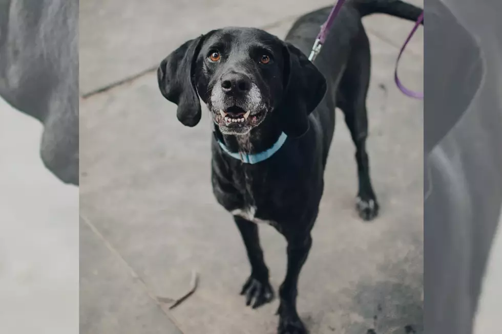 Meet Urkel, the Seven-Year-Old Hound Mix [CAUSE FOR PAWS]