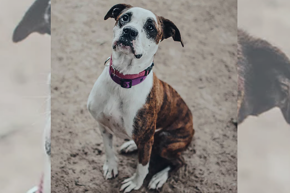 Meet Bean, the Boxer Mix [CAUSE FOR PAWS]